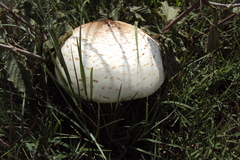 Termitomyces reticulatus