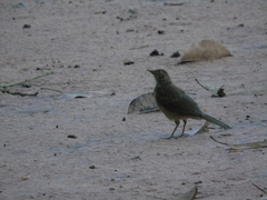 Turdus grayi