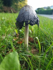 Coprinus comatus