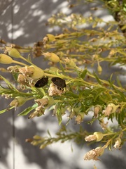 Holcostethus limbolarius