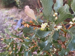 Hakea undulata