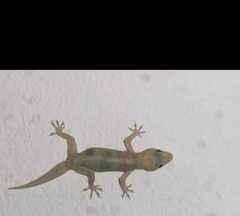 Hemidactylus angulatus