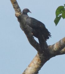 Columba vitiensis