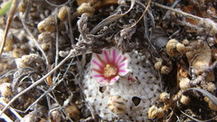 Mammillaria breviplumosa