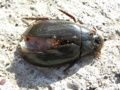 Hydrophilus insularis