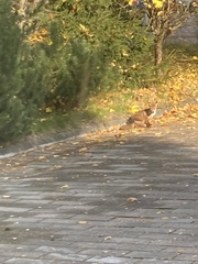 Vulpes vulpes