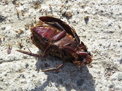 Hydrophilus insularis