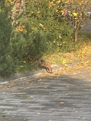 Vulpes vulpes