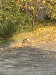 Vulpes vulpes