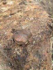 Breviceps mossambicus