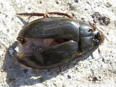 Hydrophilus insularis