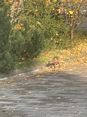 Vulpes vulpes