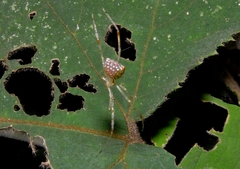 Thwaitesia margaritifera