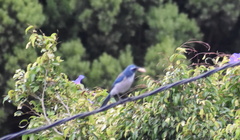 Aphelocoma californica