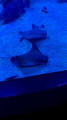Rhinoptera