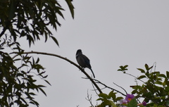 Aphelocoma californica