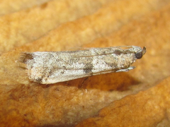 Laetilia dilatifasciella