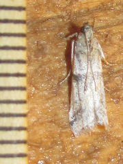 Laetilia dilatifasciella