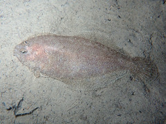 Arnoglossus laterna