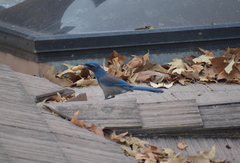 Aphelocoma californica