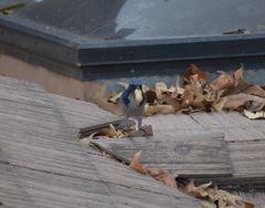 Aphelocoma californica