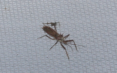 Polididus australis