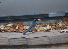 Aphelocoma californica