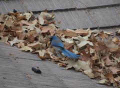 Aphelocoma californica