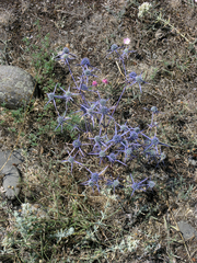 Eryngium caeruleum