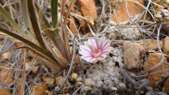 Mammillaria breviplumosa