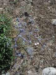 Eryngium caeruleum