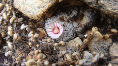 Mammillaria breviplumosa