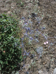 Eryngium caeruleum