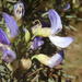 Psoralea axillaris - Photo (c) Nicola van Berkel, algunos derechos reservados (CC BY-SA), subido por Nicola van Berkel