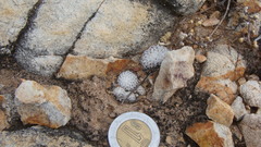 Mammillaria breviplumosa