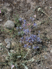 Eryngium caeruleum