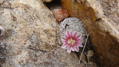 Mammillaria breviplumosa