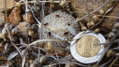 Mammillaria breviplumosa