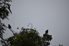 Aphelocoma californica