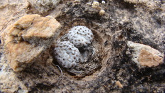 Mammillaria breviplumosa