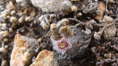 Mammillaria breviplumosa