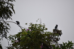 Aphelocoma californica