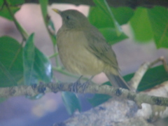 Turdus grayi