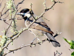 Melaniparus afer afer