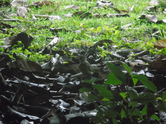 Aves