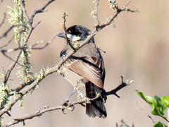 Melaniparus afer afer