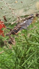 Triatoma sanguisuga