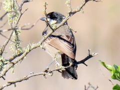 Melaniparus afer afer