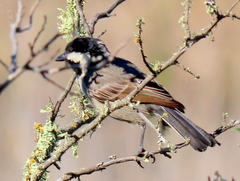 Melaniparus afer afer