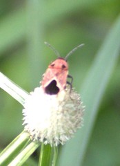 Melanotelus bipunctatus